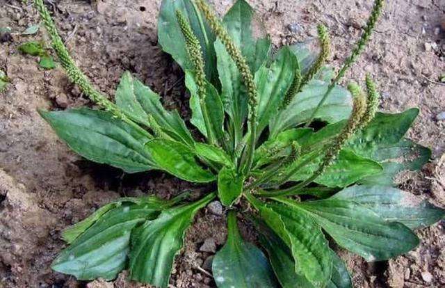 看看这些野菜你们家乡有吗？