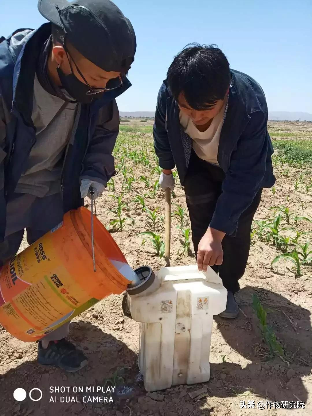 飞防高浓度,飞防7天效果
