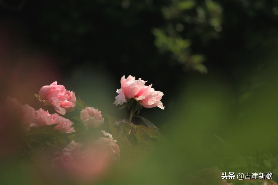 最美牡丹诗词20首,研究牡丹花