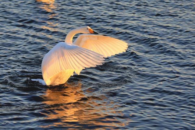 从宿州出发与天鹅相约