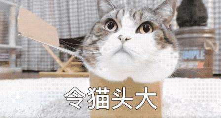 不看成分就买猫粮,不看原料表怎么区别猫粮好坏