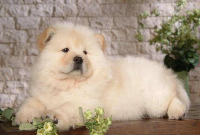 西藏四种原生犬,正在消失的四种本土犬