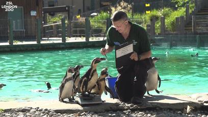 熊猫称完体重后自闭,当熊猫称完体重自闭