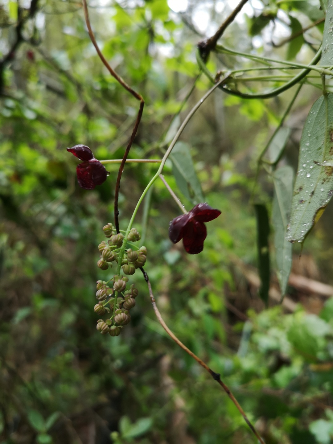 竹林深处探宝——只为了那一棵黄精