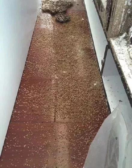 大量飞蚁进屋注意事项,广西人看到飞蚁有多兴奋