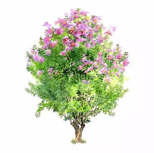 十种不同树叶的画法,五种不同树木的画法简单的