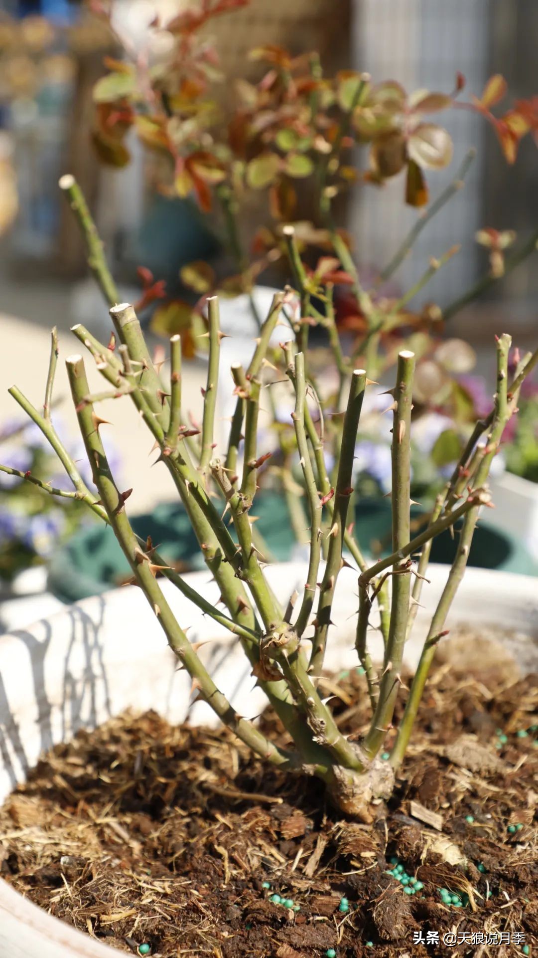 月季怎么抹芽最好,月季的抹芽方法