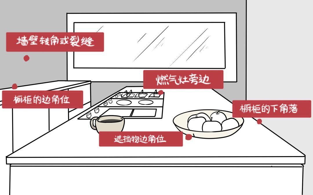 北方人第一次见到会飞的蟑螂,北方人第一次看到会飞的蟑螂反应