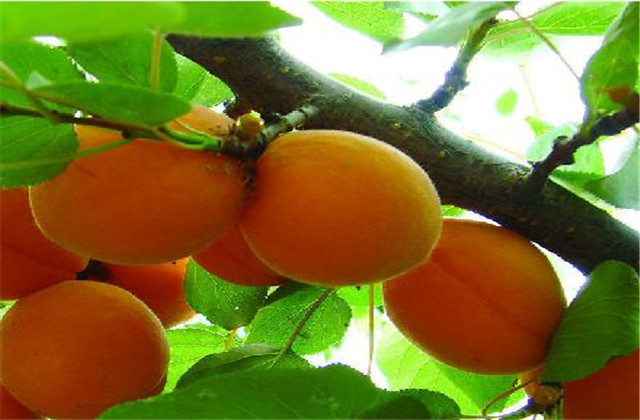 杏高效种植技术与病虫害防治图谱,杏树怎么防治杏褐斑病