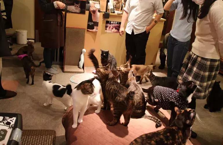 可以撸羊驼撸猫撸狗的咖啡厅,猫咖咖啡馆买猫