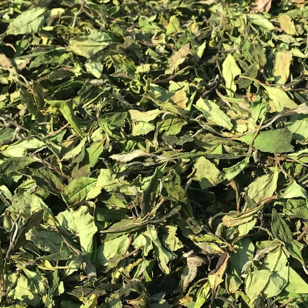 夏季祛暑吃什么养生茶好,小暑养生大全