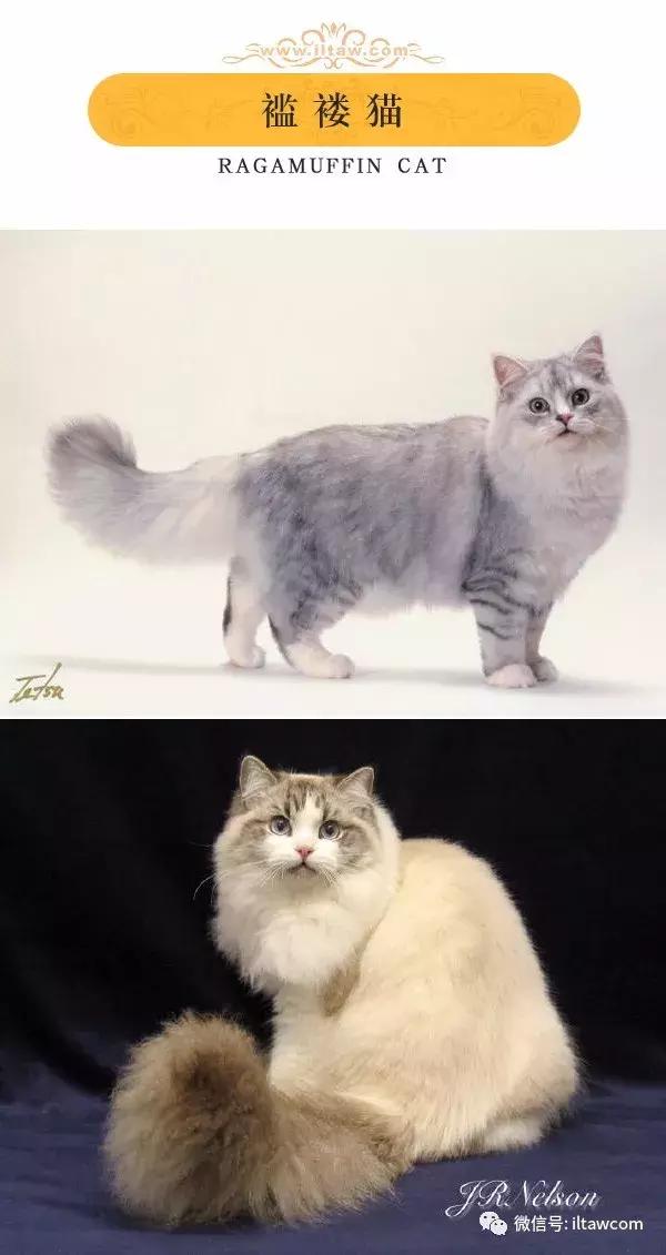 搜猫咪各种图片,世界猫咪图录