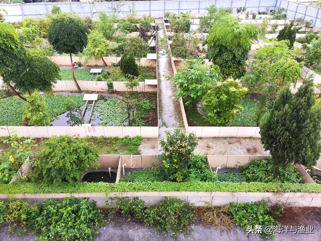 10万以上的龟,荷塘龟谷在线养龟