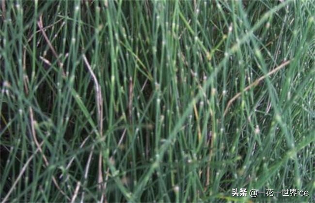 农村这7种常见的野草,农村的野草有哪些可以吃