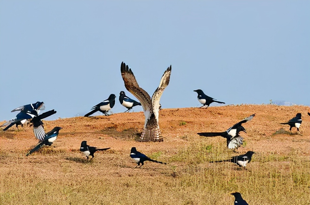 喜鹊的主要特征有哪些,喜鹊的八大特征