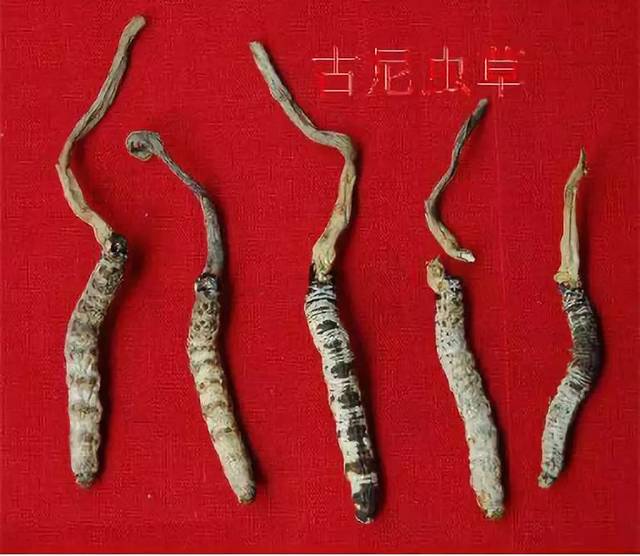 常见假虫草 (几种常见的假虫草)