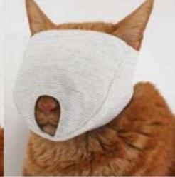 猫咪容易抓坏沙发怎么办,家里猫咪不养了怎么处理