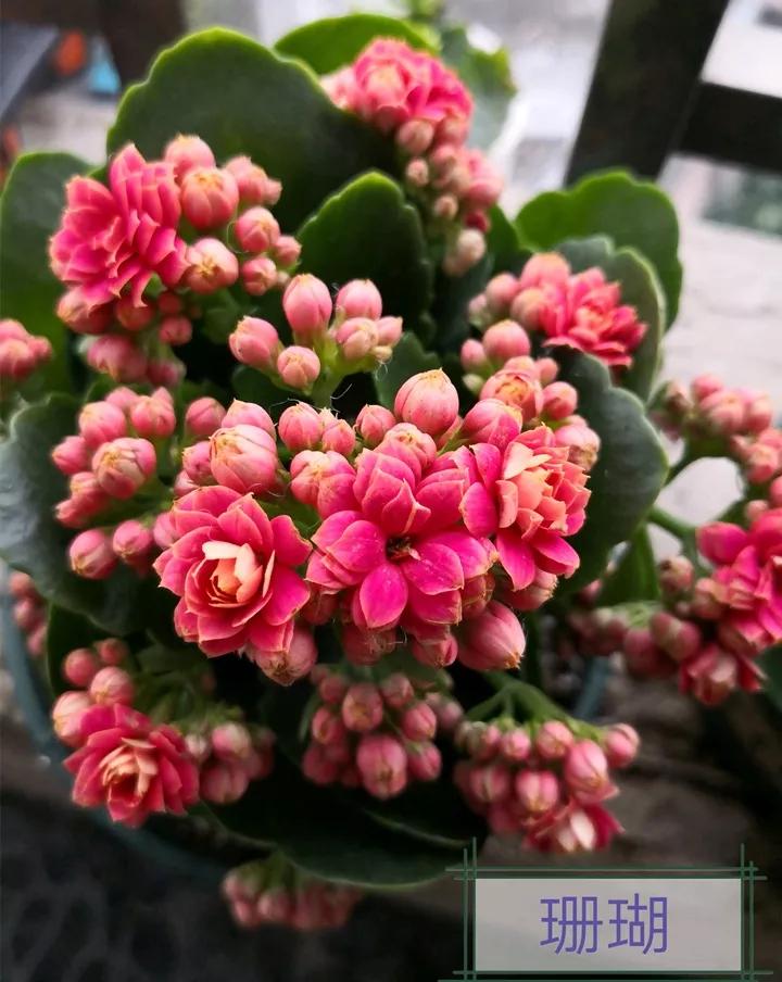 长寿花，寓意好、开花漂亮，花期长，品种多达300个