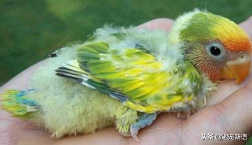 动物萌宠鹦鹉怎么养活的,如何训练不是手养的牡丹鹦鹉