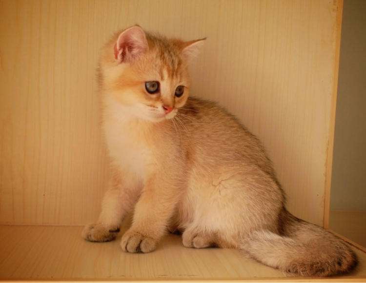 英短银点渐层和渐层的区别,英短渐层和美短渐层的区别