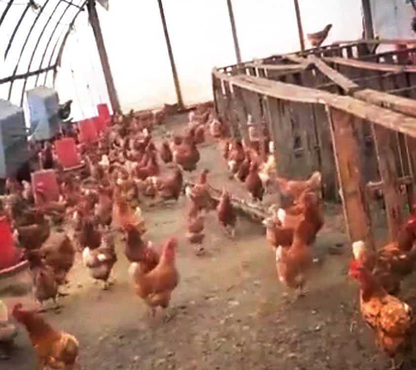 老鹰混进鸡棚吃小鸡,老鹰跑进鸡窝反被鸡围攻