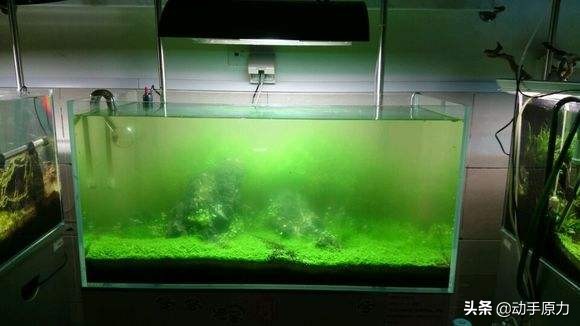 养什么鱼清理鱼缸最干净,清理鱼缸粪便最好的办法