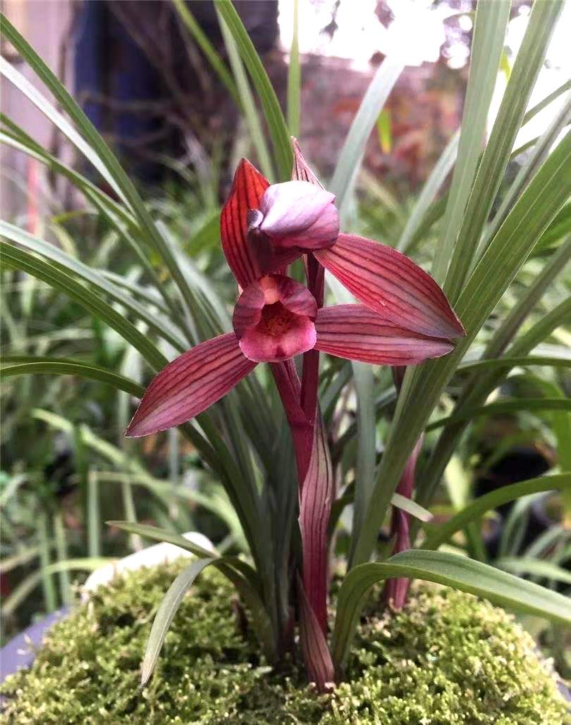 他是国兰大师，但一生酷爱名车，后来用两苗草换了一辆豪车