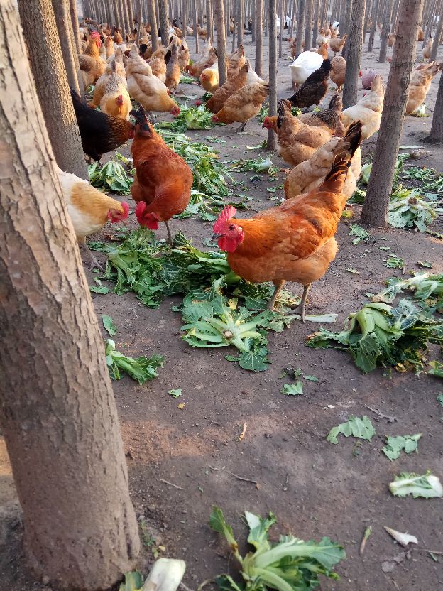 返乡创业农村生活现实记,农村生活与创业之路欢迎进来交流