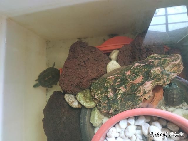 养龟小技巧中华草龟,草龟的养龟方法