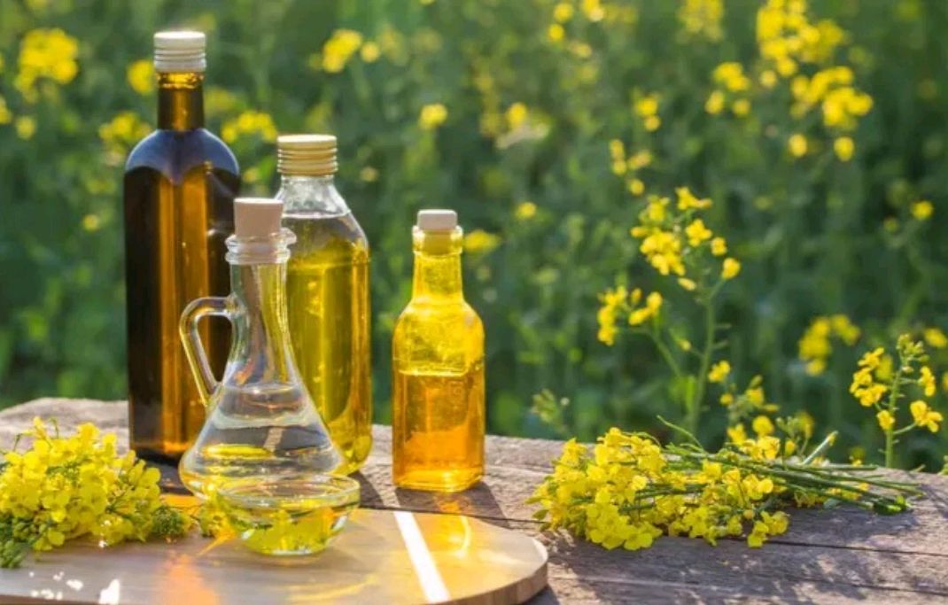 专家点评十大健康菜籽油排名榜,菜籽油是最健康的油吗