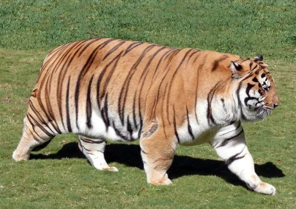 居家锻炼有氧健身运动动感单车,小型健身器材动感单车推荐