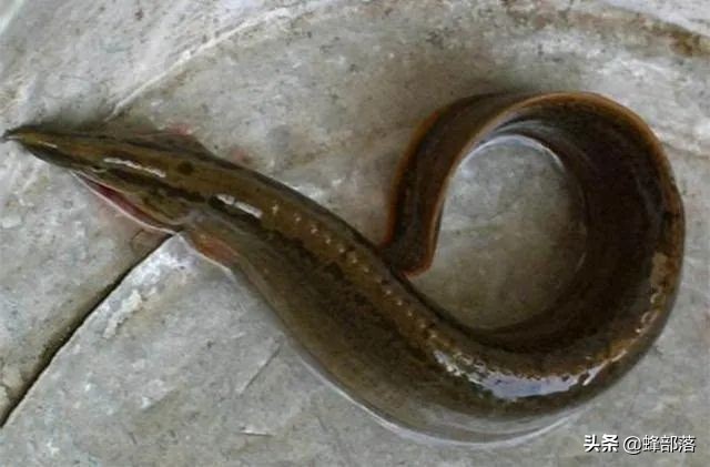 哪里有养殖刀鳅鱼的,刀鳅鱼为什么没人养殖