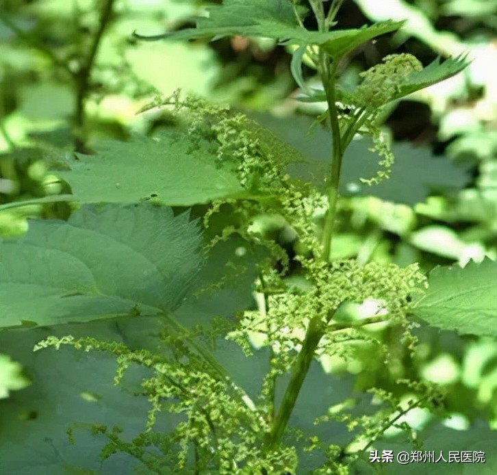 吃酵素治便秘小心患上结肠黑变病,吃酵素蛇皮肠
