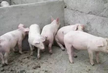 拉稀小猪怎么护理,小猪拉稀与流行性腹泻有什么区别