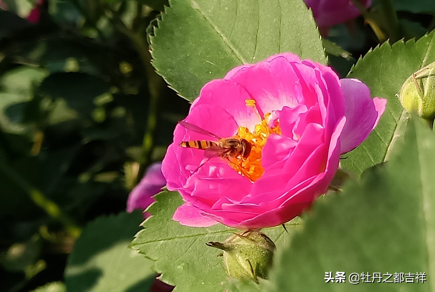 小小精灵采蜜忙，蜜蜂鲜花两相映！小手机拍出大意境