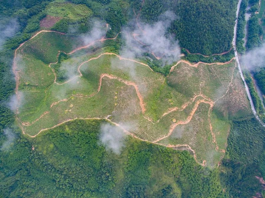 投资总额30亿元！竹乡广宁“绿色崛起”再加力