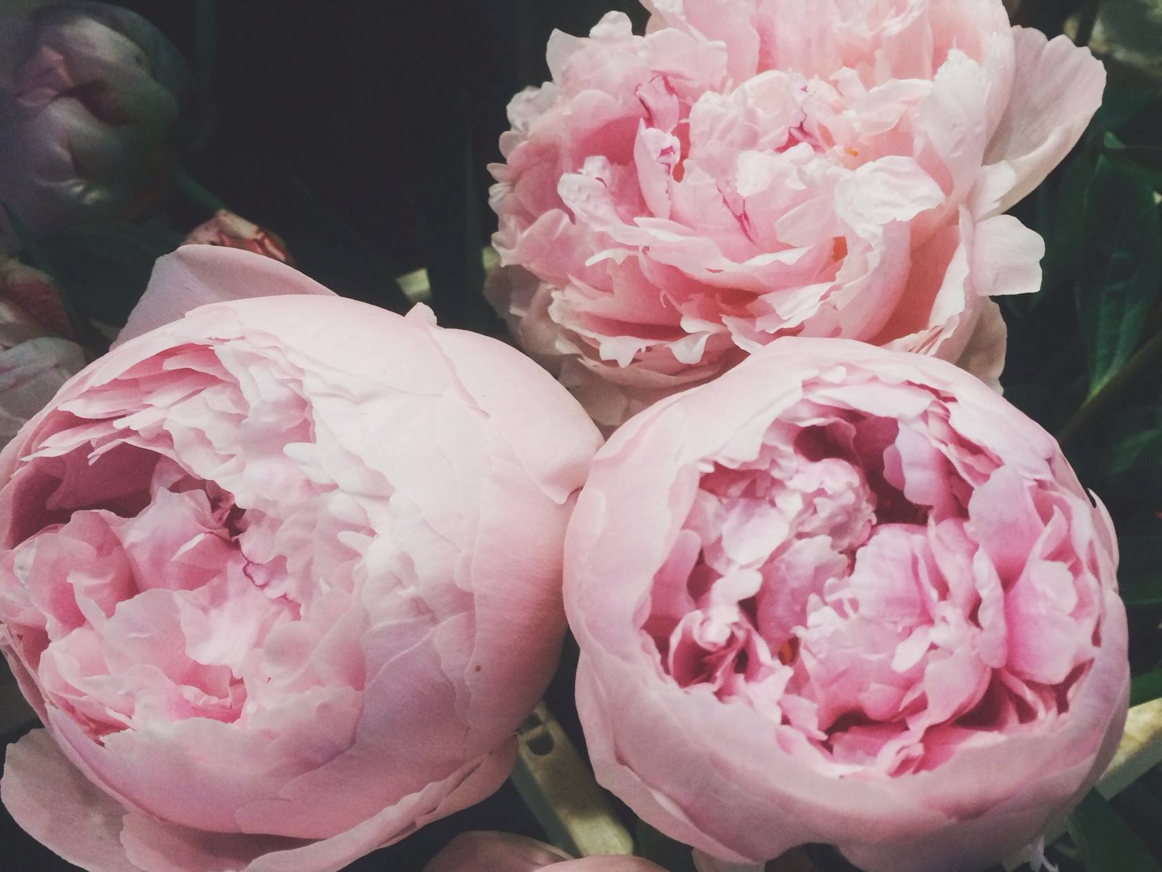 种植芍药花需要注意哪些事项,芍药花可观赏可入药