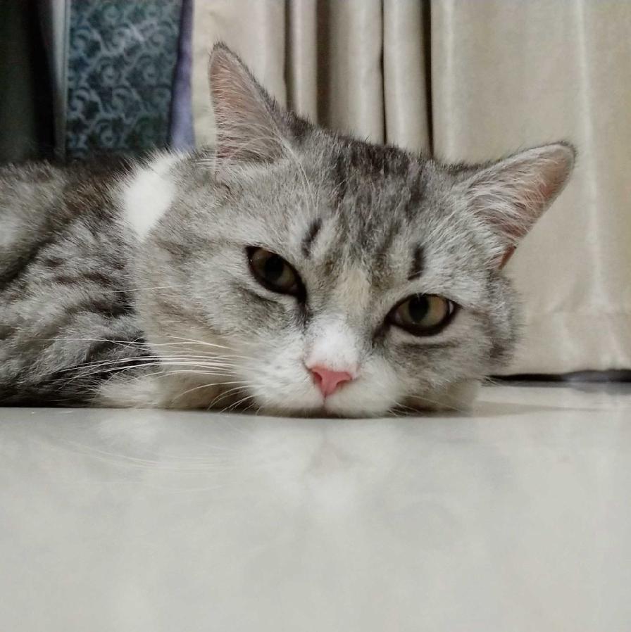 猫不吃猫草应该怎么办,猫不吃猫草怎么办