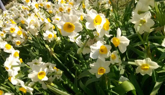 水仙花开花后叶子发黄怎么回事,水仙花叶子发黄怎么办