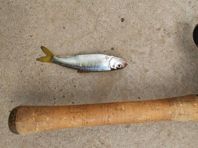 路亚解锁北京-20的大马口，怀九河，菜食河，白河的