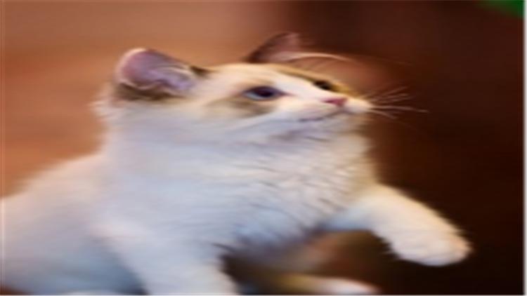 布偶猫怎么看值不值钱,怎么判断布偶猫的价格