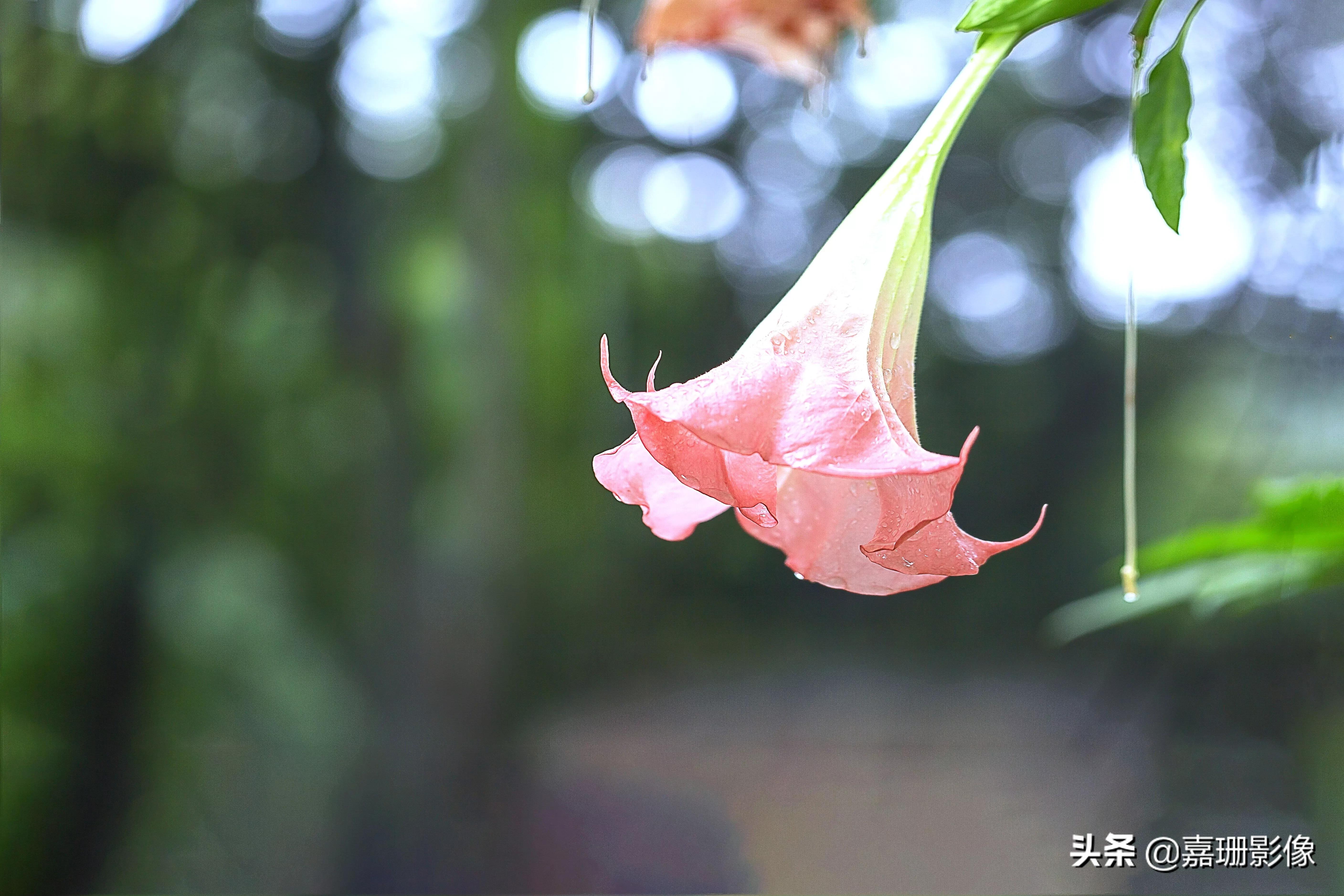 看看花容,听听花语2020年我镜头里的百种花卉