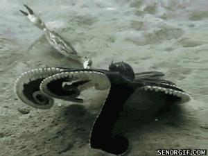 章鱼是不是地球上最聪明的生物 (科学探索章鱼的高智商来自哪里)