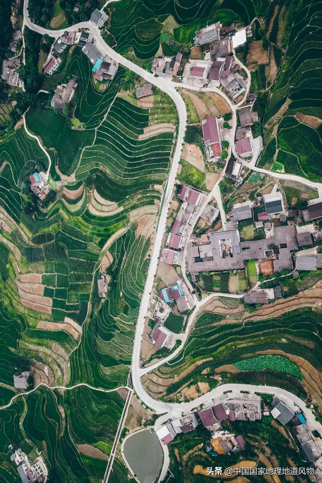 中国种水稻的省份地图,14亿大米图片