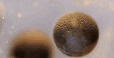 精子卵子不结合时发生了什么,为什么有的精子无法与卵子结合