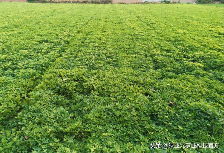 河南暴雨小麦被淹属于什么,雨水多了花生被淹了