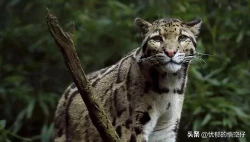 中国“小剑齿虎”,地上吃野猪、上树吃猴,挺过640万年今濒危!