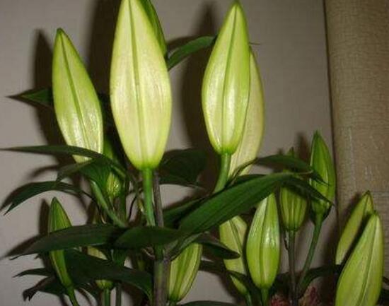 百合花叶子顶部发黄怎么补救,百合花下面叶子发黄怎么办的视频