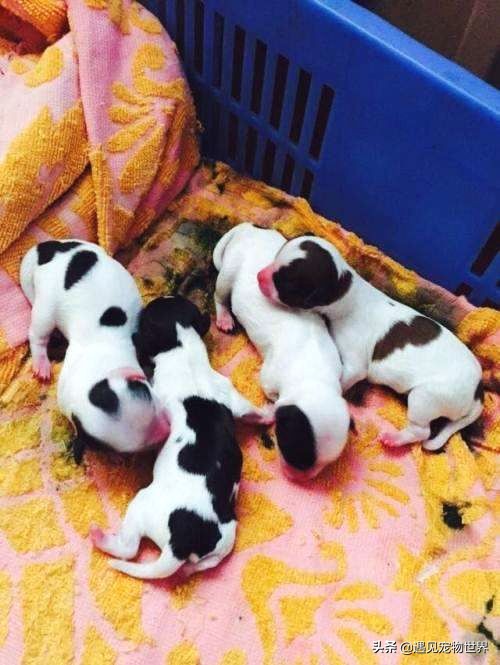 刚断奶的狗狗怎么训练不乱叫,刚断奶的狗狗晚上要叫多久