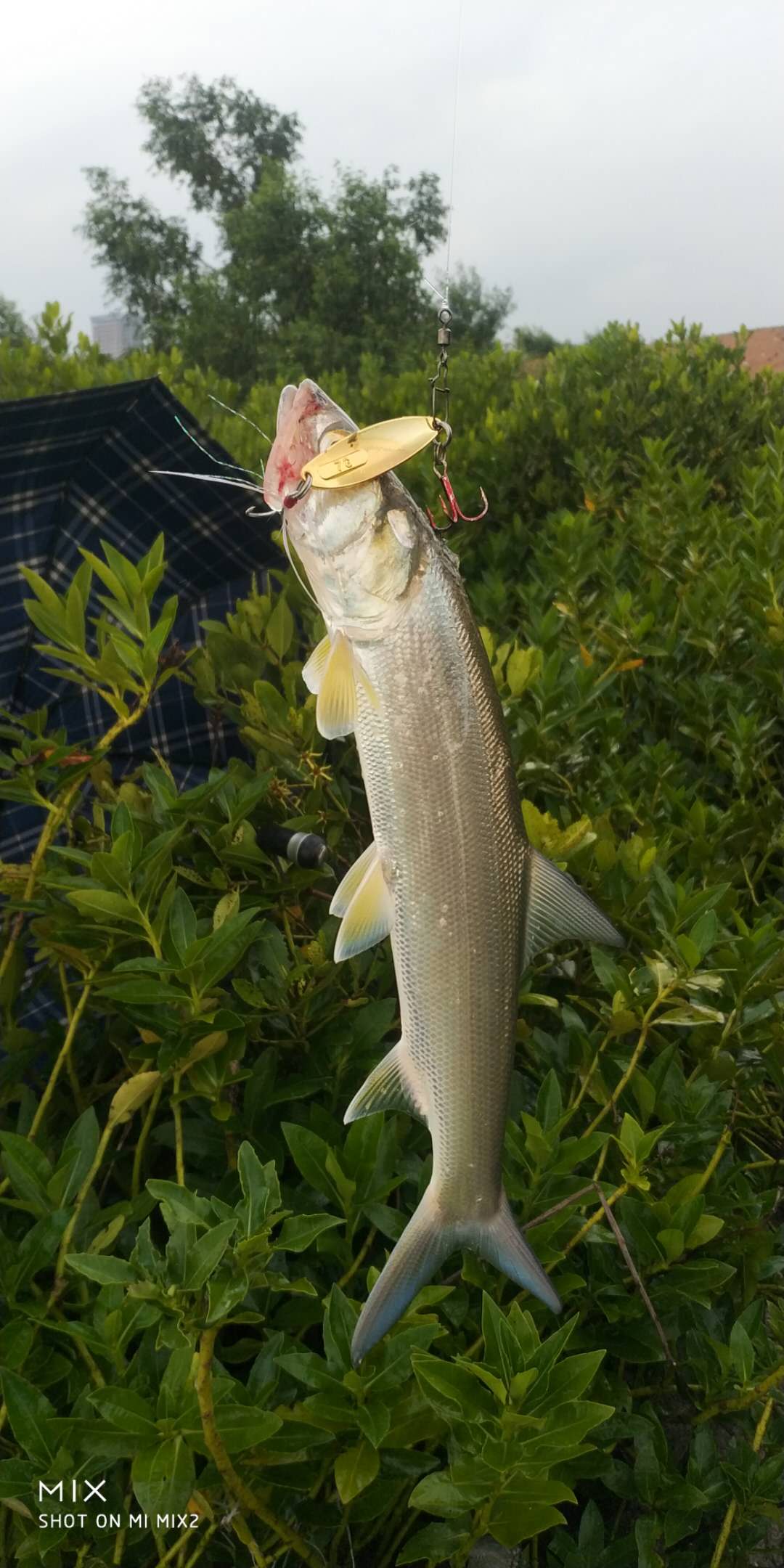钓鳡鱼技巧路亚,冬季淡水路亚鳡鱼怎么钓